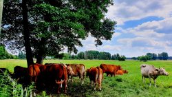 Weidewiesen bei Klein Köris