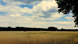 Kornfelder bei Klein Köris