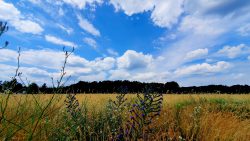 Kornfelder bei Klein Köris