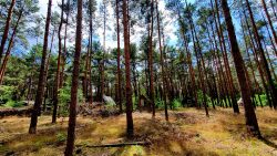 Kiefernwälder östlich vom Zeesener See