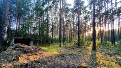 2. Eingang versteckt im Wald in der untergehenden Sonne