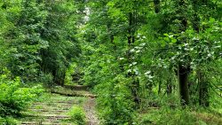 Verwilderte Gleisanlagen im Spandauer Forst