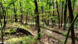 Sicherungskasten an einem verwilderten Bahnsteig