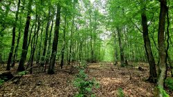 Hier sind die Gleiseanlagen kaum noch zu erkennen