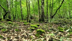 Kaum zu erkennen, versteckt im Spandauer Forst