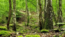 Spandauer Forst Kirche