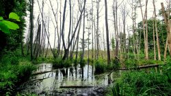 Teufelsbruch im Spandauer Forst