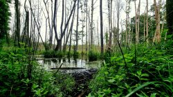 Froschgequake im Teufelsbruch