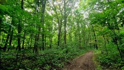 Einsame Wege im Spandauer Forst