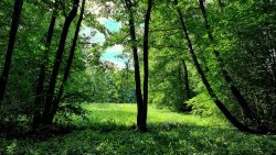 Am Anfang des Erlenbruchs, nörlich von Birkenwerder