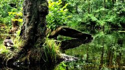 Der Erlenbruch in seiner ganzen Faszination