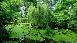 Der Erlenbruch ein Kleinod an der Briese