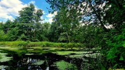 Ein Blick auf die Briese, Nähe Humboldtbrücke