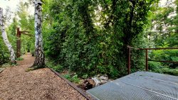 Südgelände, Birken wachsen auf den Rindenmulchwegen