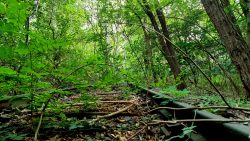 Südgelände, Bahnschienen durchziehen das Gebiet