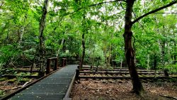 Südgelände, erhöhte Holzwege über die Gleise und in der Natur
