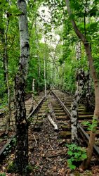 Südgelände, die Natur erobert sich das Gebiet zurück