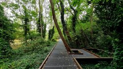Südgelände, Baumauswege und im Hintergrund die Treppe ins Nichts