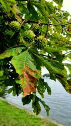 Kastanien in voller Reife, sehen wie grüne Coronas aus