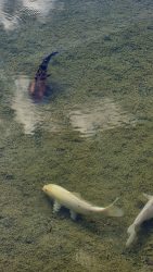 Fische in der Hafenanlage, Grünau.... Kois?