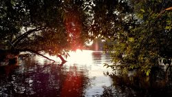 Ein letzter Blick der Sonne durch die dichte Vegetation