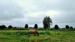 Die Landschaft am Rudower Fließ