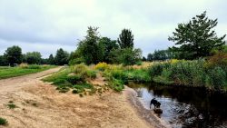 Badespass für Hunde am Grenzgraben