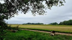 Felder soweit das Auge blicken kann, eine unendliche Weite