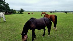 Und wieder viele Pferde an den Ruhlebener Fließwiesen