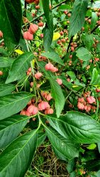 Unbekannte Pflanze am Wegesrand, pinke mini Kürbisse