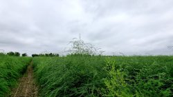 Felder am Rande des Jakobsweges