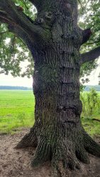 Eine Leiter wächst in den Baum