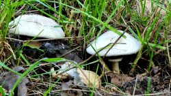 Pilze am Wegesrand, Park an der Pappritzstrasse