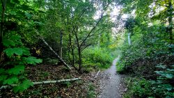 Trampelpfade auf dem Jacobsweg-Nord-Süd führen aus der Stadt heraus