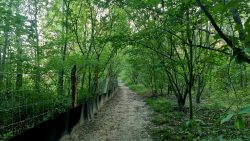 Ein Dach aus Blättern auf den Wegen hinaus aus der Stadt