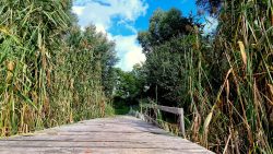 Der alte Steg am Falkenhagener See