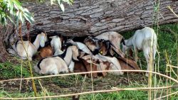 Ziegen kuscheln an einem Baum, Falkenhagener See