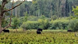 Wasserbüffel am Tegeler Fließ