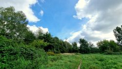 Pfade auf dem Weg zum Köppchensee