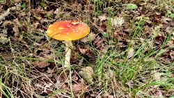 Die Pilze am Wegesrand