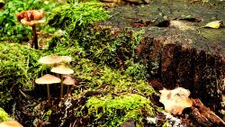 Aus  dem Stamm erwächst neues Leben