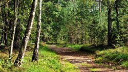Idyllische Waldwege auf dem Weg nach Güterfelde