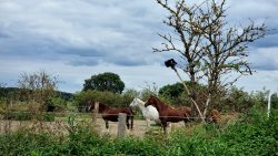 Die Pferdehöfe vor Schenkenhorst