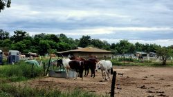 Pferde und nochmal Pferde, Schenkenhorst