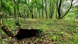 Relikte der Vergangenheit am Rundwanderweg Döbritzer Heide