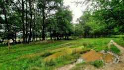 Rundwanderweg Döbritzer Heide