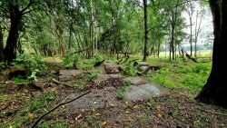 Relikte im Wald, Döbritzer Heide