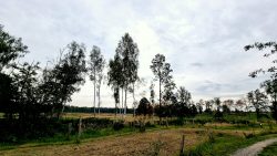 Ein doppelter Elektrozaun in der Döbritzer Heide