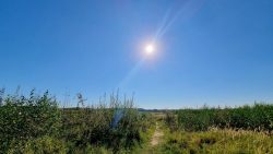 Die Rieselfelder am Hahneberg