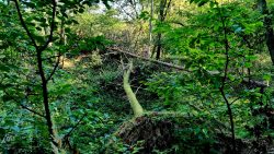 Ein Wald, der sich selbst überlassen ist